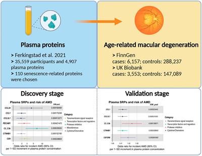 Identification of systemic biomarkers and potential drug targets for age-related macular degeneration